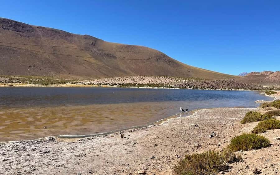 Memorable Tatio Geysers Tour with Flamingos and Scenic Views - A fair word about downsides and what to watch for