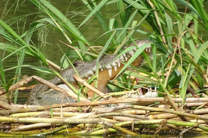 Monkey River Wildlife Encounters and Manatee Watch - Monkey River Jungle Walk: How the Guide Turns Trees Into Clues