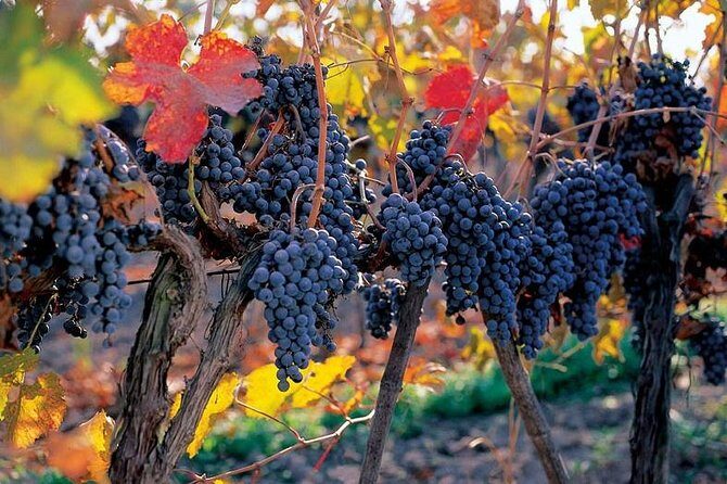 New Experience Concha y Toro Winery Tour from Santiago - The Maipo Valley Drive and Hotel Pickup (and What Traffic Can Do)