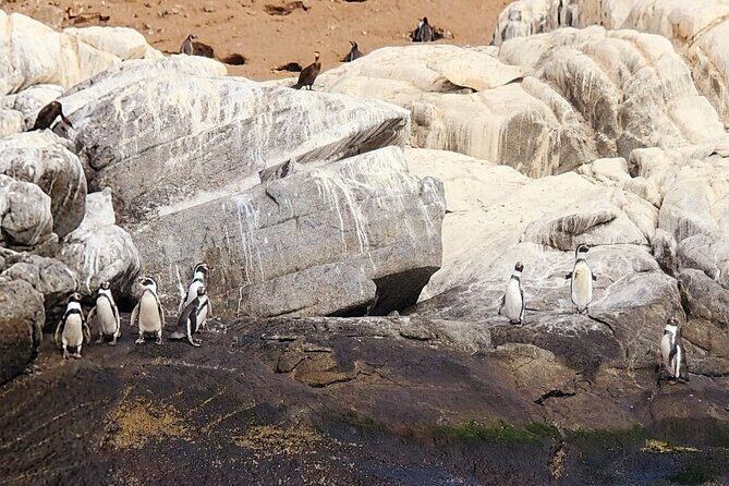 Penguin Watching Navigation Cachagua Lunch From STGO Private Tour - The Pacific-Coast Day Trip From Santiago: What Changes Your Perspective