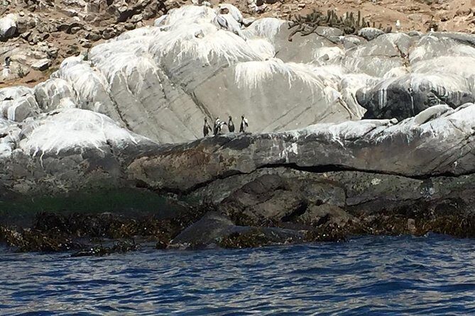 Penguin Watching Navigation Cachagua Lunch From STGO Private Tour - Penguin Watching Tips That Make Photos Easier