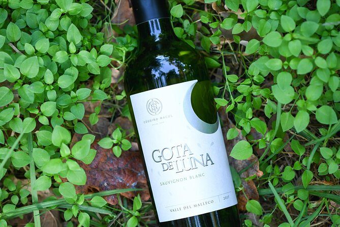 "Premium Wine Tour" Viña Cousiño Macul Official english - Guide quality: why Virginia, Jasmine, and Joaquin really matter
