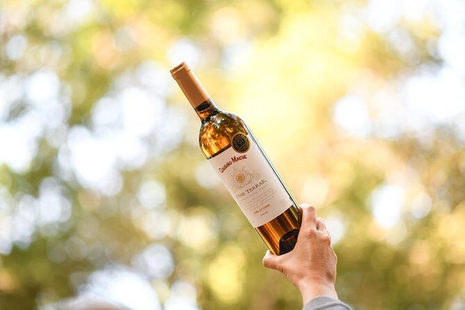 "Premium Wine Tour" Viña Cousiño Macul Official english - Weather and timing: keep one flexible afternoon