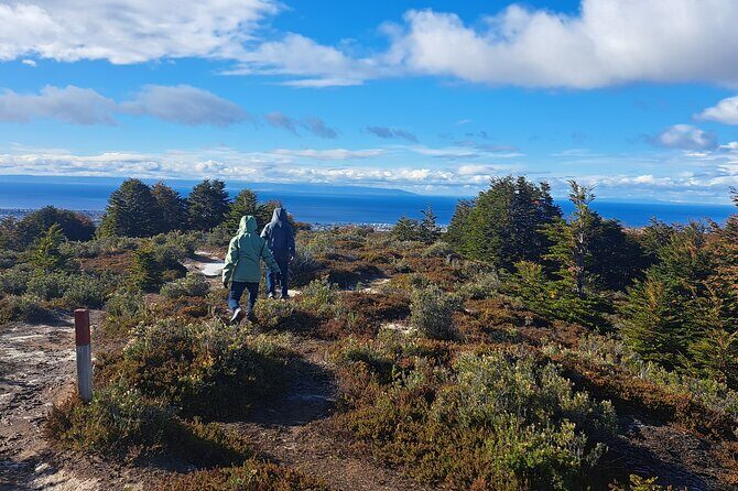Private Patagonian Forest Hike in Punta Arenas: 4 Hour - Punta Arenas Forest Hiking Without the Loud-Bus Energy