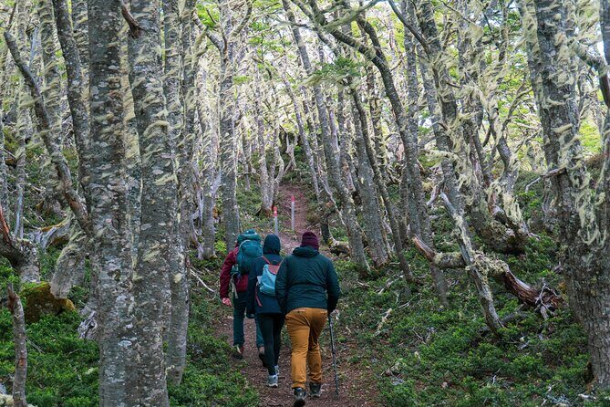 Private Patagonian Forest Hike in Punta Arenas: 4 Hour - Trail Reality Check: Time, Distance, and the Level That Fits