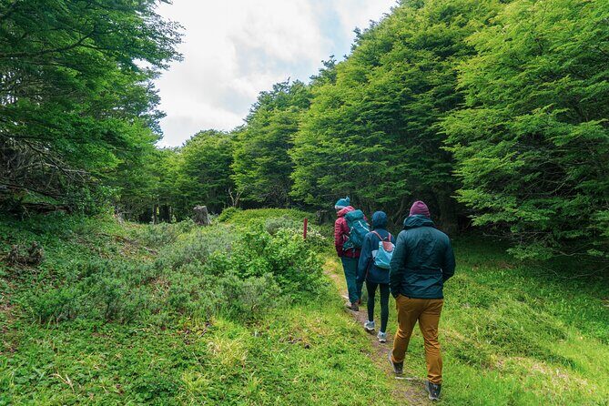 Private Patagonian Forest Hike in Punta Arenas: 4 Hour - Price and Value: Why $300 Can Make Sense Here