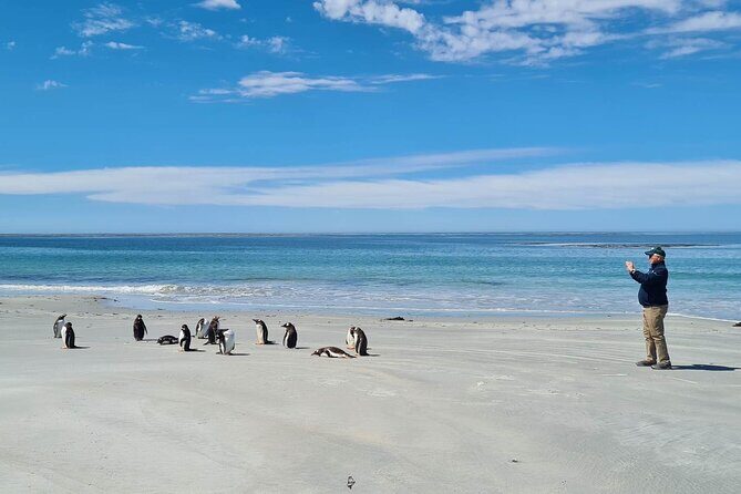 Private Penguin Paradise Tour: Penguins, Scenery & Stanley - Key Highlights You’ll Feel Immediately
