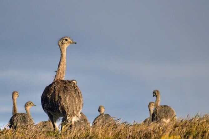 Private Torres del Paine & Milodon, departing from Punta Arenas - Nordenskjold Lake: Deep Blue Views Without the Hassle