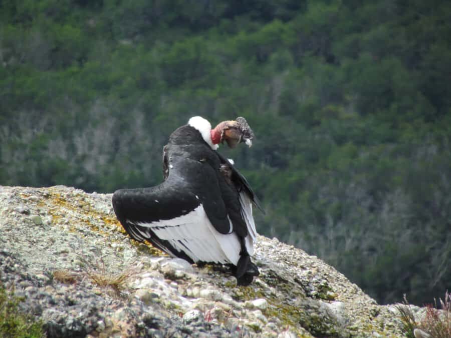 Puerto Natales: Cerro Benitez Half-Day Hike with Condors - Key Points Before You Go