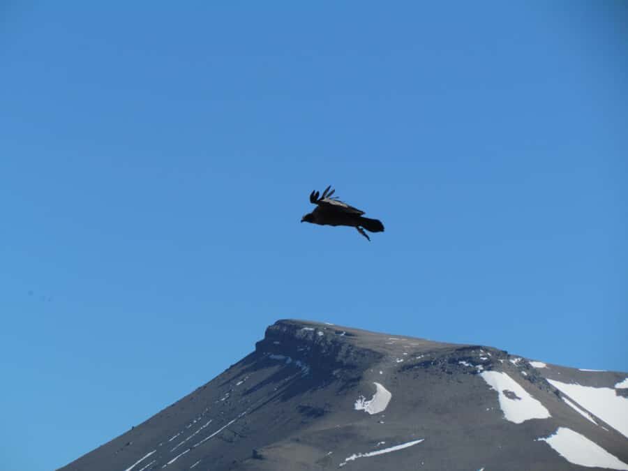 Puerto Natales: Cerro Benitez Half-Day Hike with Condors - What to Bring: Simple Kit That Actually Helps
