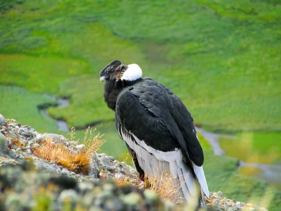 Puerto Natales: Cerro Benitez Half-Day Hike with Condors - The Hike Itself (About 3.5 Hours): Trails, Ascent, and Condor Scanning