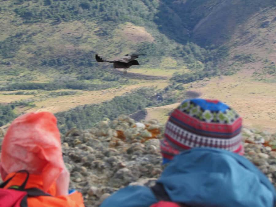 Puerto Natales: Cerro Benitez Half-Day Hike with Condors - Why the Guide Matters: Bernardo, María, and Wildlife-First Attention