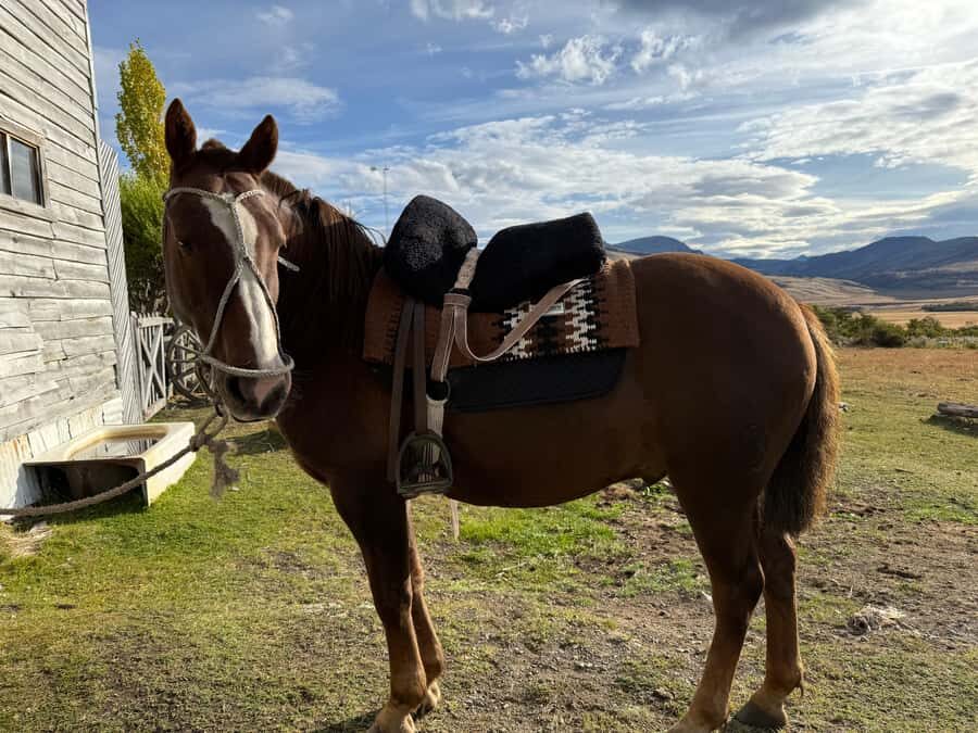 Puerto Natales: Full Day Horse Riding to the Mountains - Horse Connection Starts Long Before You Climb In