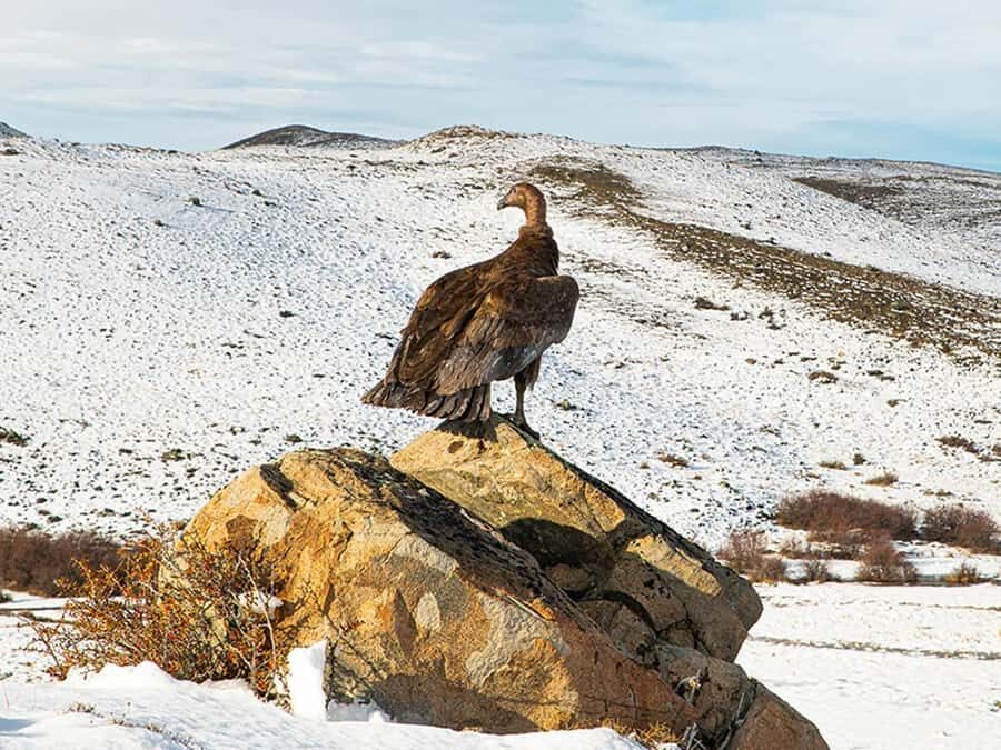 Puerto Natales: Full-Day Torres del Paine Tour - What’s Included (and What You Must Budget for)
