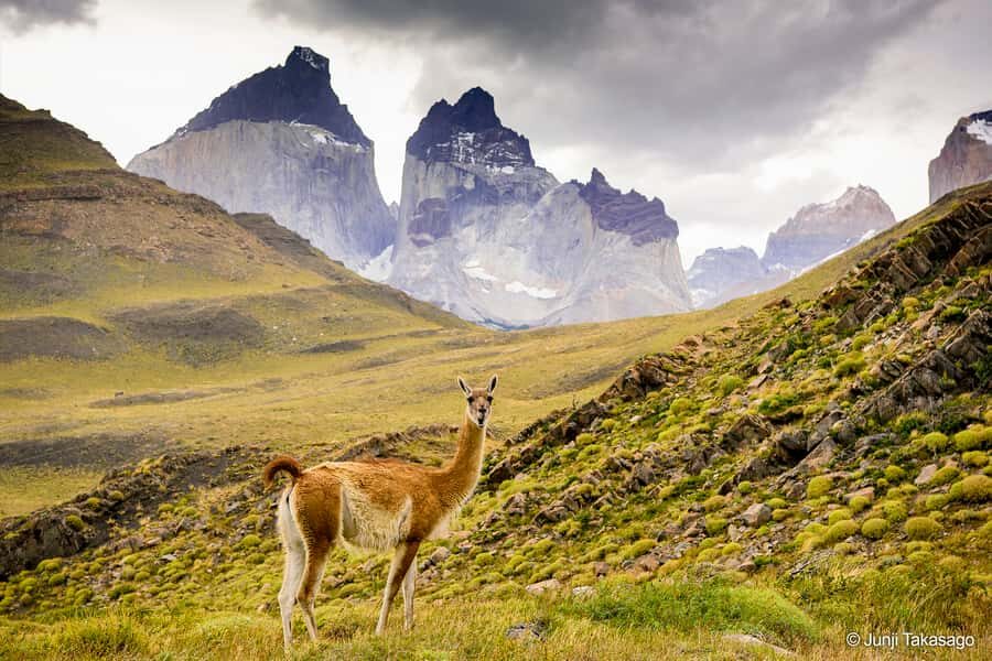 Puerto Natales: Full day tour Torres del Paine National Park - Grey Lake viewpoint and the Grey Hotel lunch window