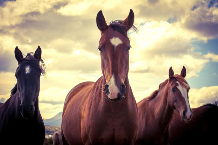Puerto Natales: Traditional Horseback Riding Experience - Última Esperanza Fjord views from the saddle