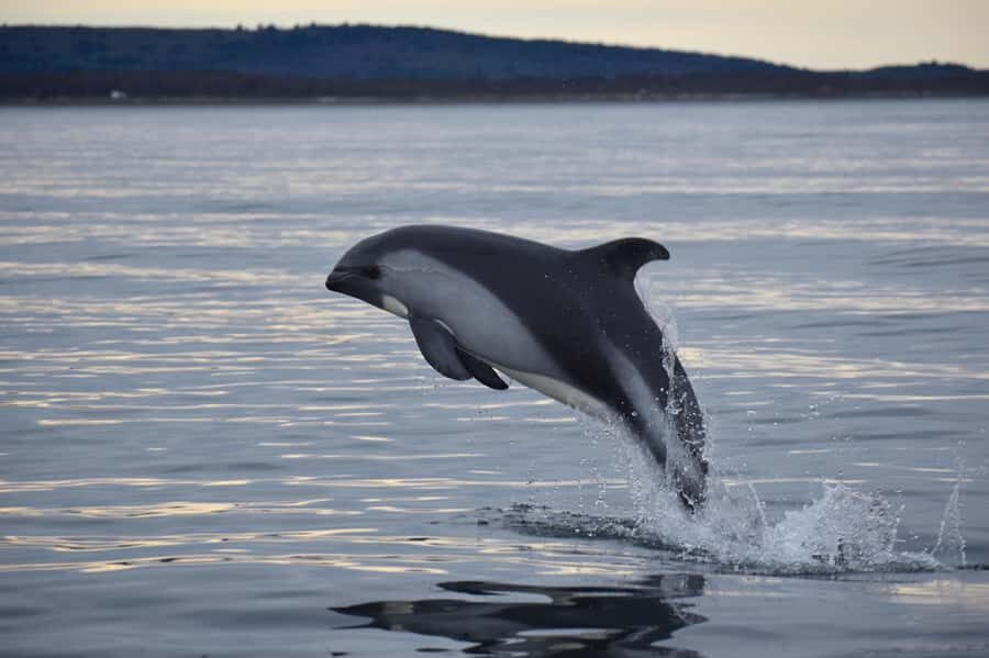 Punta Arenas: Austral Dolphin & Wildlife Watching Boat Tour - Key things to know before you go