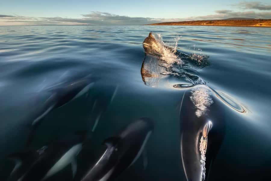 Punta Arenas: Austral Dolphin & Wildlife Watching Boat Tour - Bahía Agua Fresca: where the dolphin show usually happens