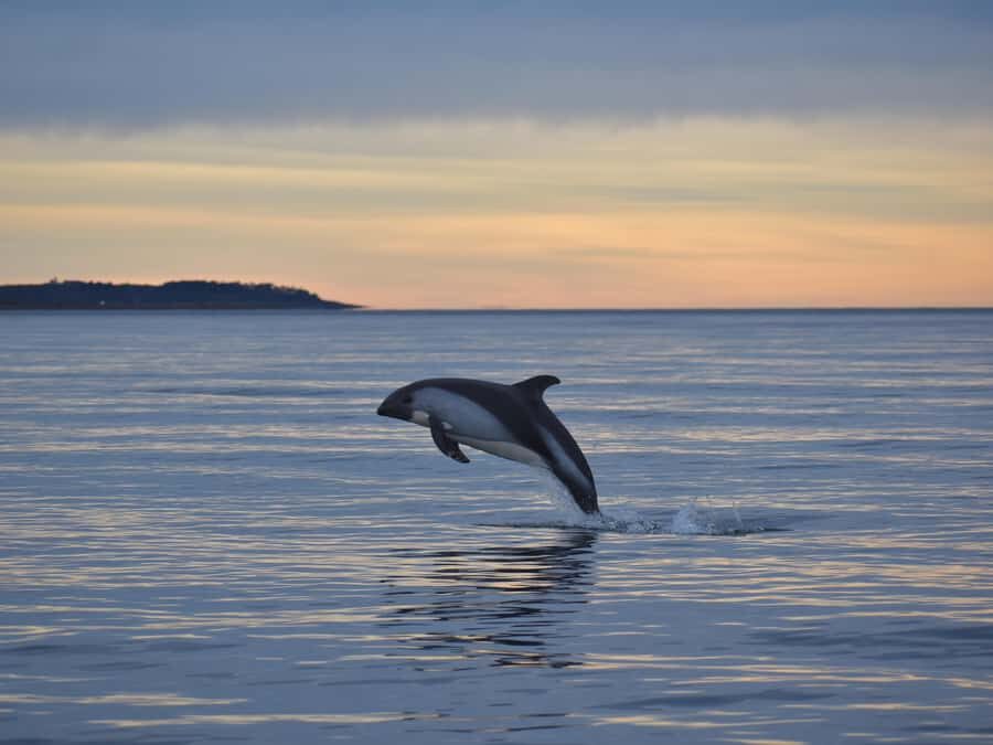 Punta Arenas: Austral Dolphin & Wildlife Watching Boat Tour - The Zodiac cruise: the moment dolphins come close