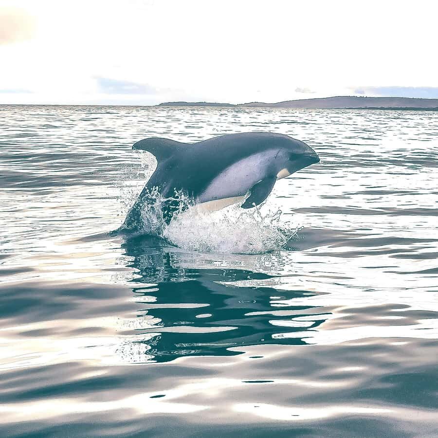 Punta Arenas: Austral Dolphin & Wildlife Watching Boat Tour - Wildlife beyond dolphins: birds, other animals, and bonus surprises