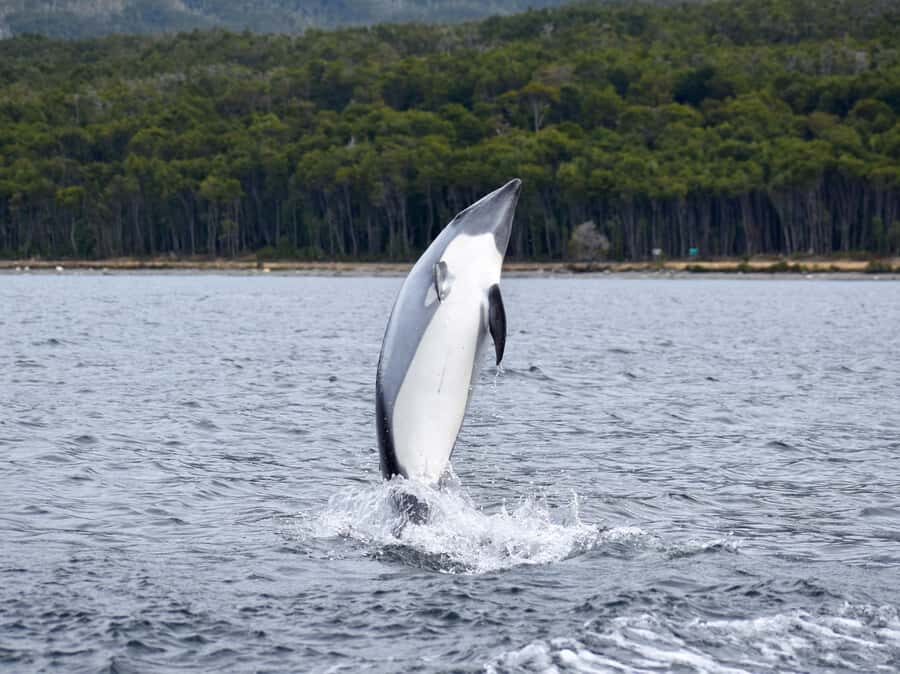 Punta Arenas: Austral Dolphin & Wildlife Watching Boat Tour - Timing, comfort, and seasickness: know your limits