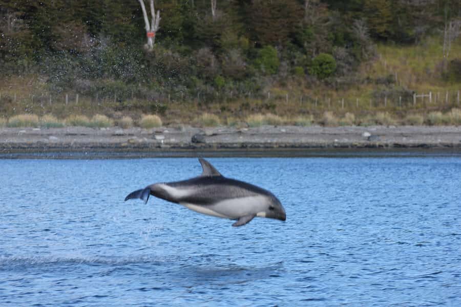 Punta Arenas: Austral Dolphin & Wildlife Watching Boat Tour - What to bring (and what not to do) for an easy morning