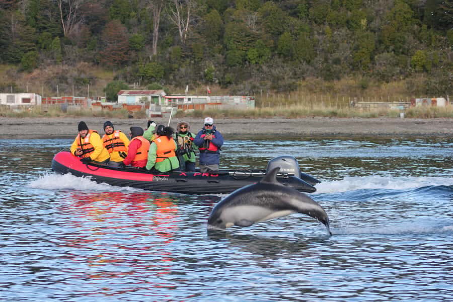 Punta Arenas: Austral Dolphin & Wildlife Watching Boat Tour - Who should book this dolphin and wildlife watching tour