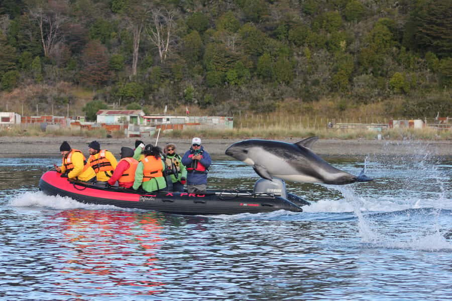 Punta Arenas: Austral Dolphin & Wildlife Watching Boat Tour - Getting to Punta Arenas’s pickup point without stress