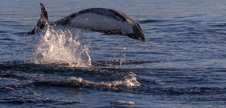 Punta Arenas: Dolphin & Wildlife Watching - Punta Arenas dolphin watching in the Strait of Magellan: why this trip feels special