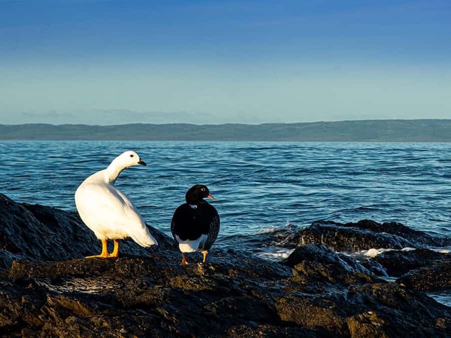 Punta Arenas: Fort Bulnes Historical Tour - Timing, length, and what the day really feels like