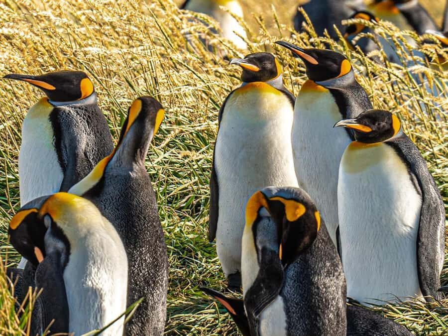 Punta Arenas: Full Day Tierra del Fuego & King Penguins - Why the King Penguins Here Feel Different From a Zoo Visit
