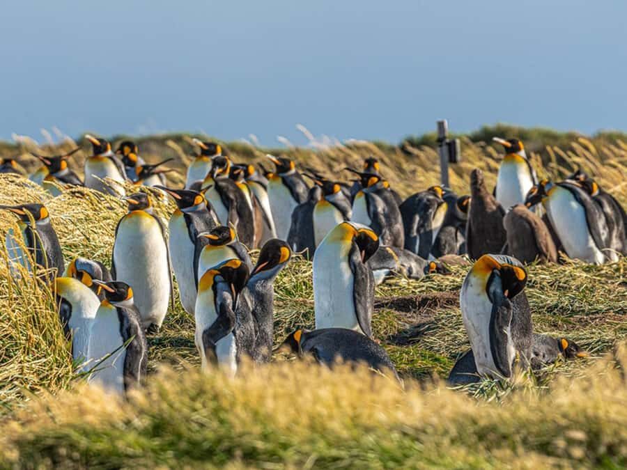 Punta Arenas: Full Day Tierra del Fuego & King Penguins - The Southern Tierra del Fuego Drive: Pampas, Wind, and Photo Stops