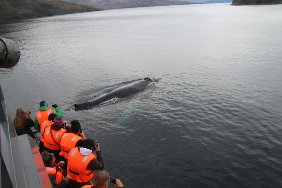 Punta Arenas: Full-Day Whales, Penguins, and Glaciers Tour - Should you book this one-day combo?