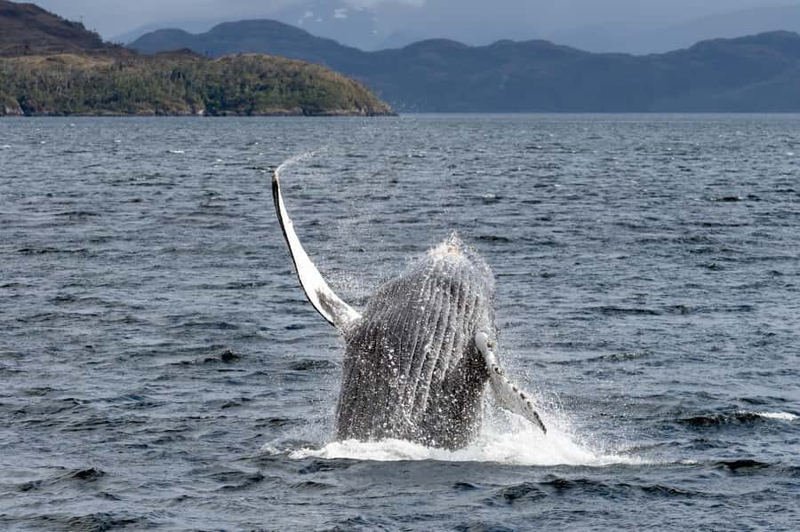 Punta Arenas: Full-Day Whales, Penguins, and Glaciers Tour - Whales plus penguins in one long day: how the timing feels in practice
