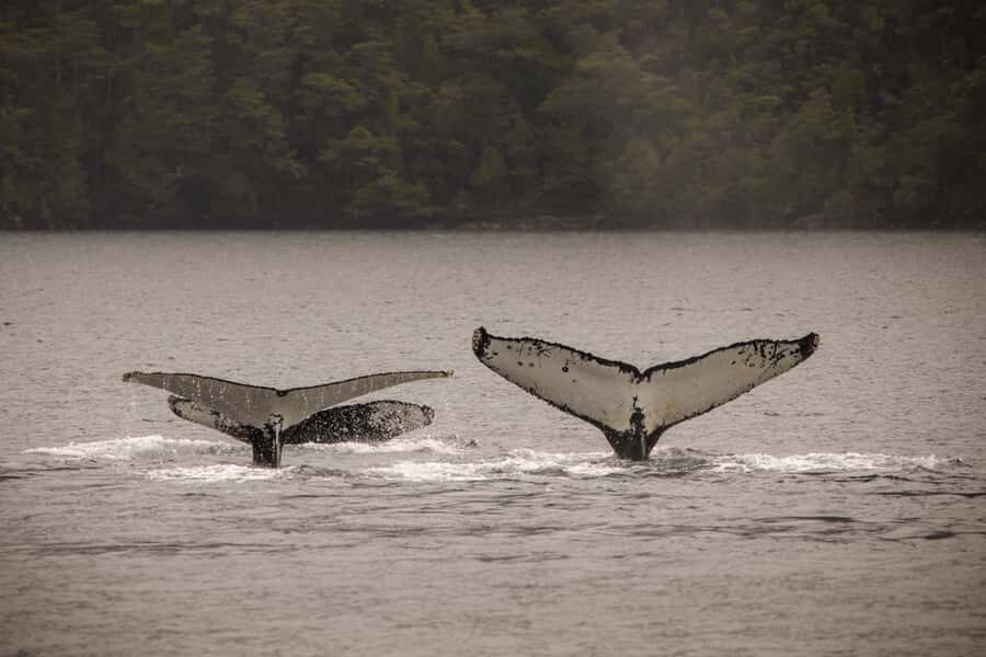 Punta Arenas: Full-Day Whales, Penguins, and Glaciers Tour - On-board comfort, toilets, and food: you’ll be cold outside, warm inside