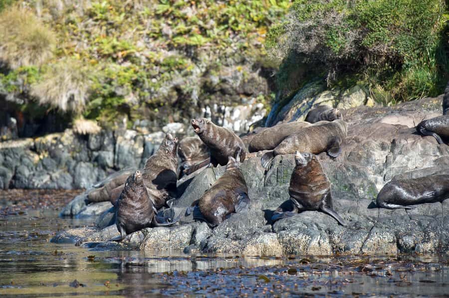 Punta Arenas: Full-Day Whales, Penguins, and Glaciers Tour - What to pack for Patagonia water and motion