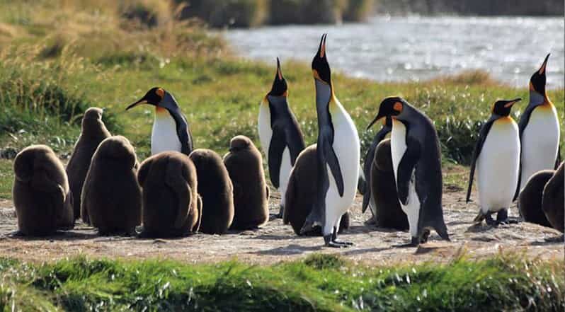 Punta Arenas: King Penguin Park and Tierra del Fuego Trip - San Gregorio Estancia: the calm break before the long return