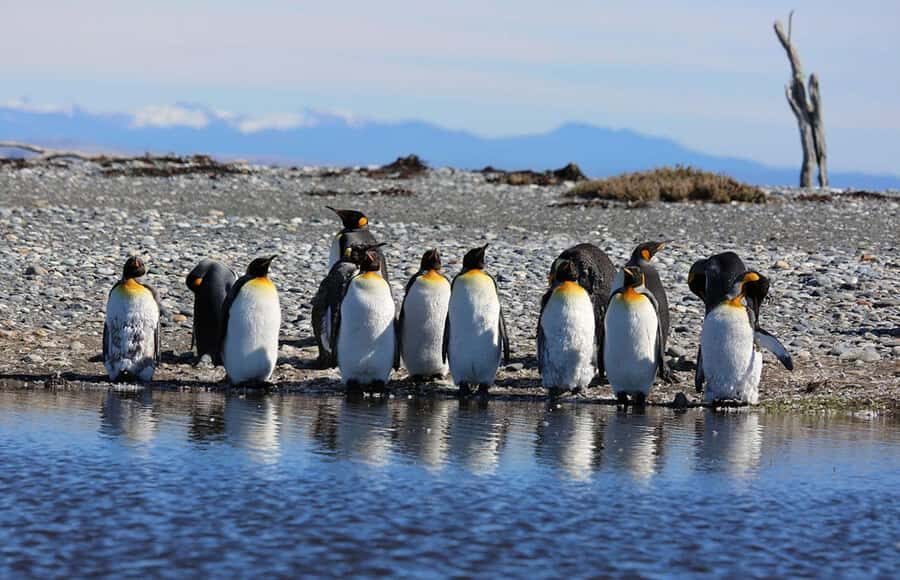 Punta Arenas: King Penguin Park and Tierra del Fuego Trip - The Magellan Strait ferry: comfort, views, and wildlife surprises