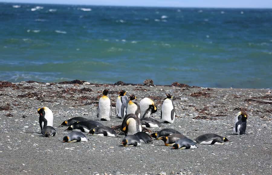 Punta Arenas: King Penguin Park and Tierra del Fuego Trip - Ferry timing can steer the whole route