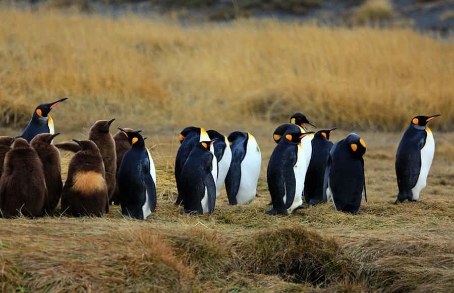 Punta Arenas: King Penguin Park and Tierra del Fuego Trip - Tierra del Fuego Province photo stop: short, but with a purpose