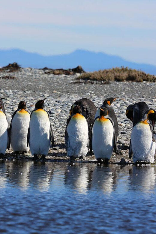Punta Arenas: King Penguin Park and Tierra del Fuego Trip - Cerro Sombrero: oil-worker history, but keep expectations realistic