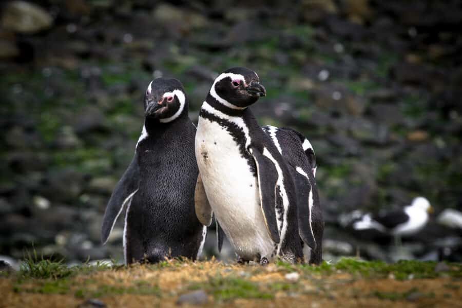 Punta Arenas: Magdalena Island Navigation & Penguin Walk - Key highlights at a glance