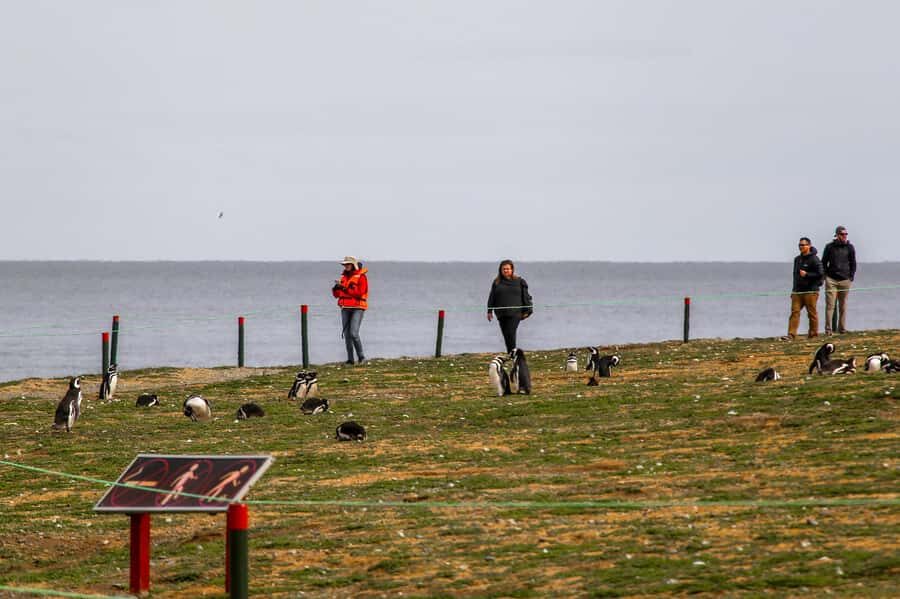 Punta Arenas: Magdalena Island Navigation & Penguin Walk - Punta Arenas to Magdalena Island: what the crossing is really for