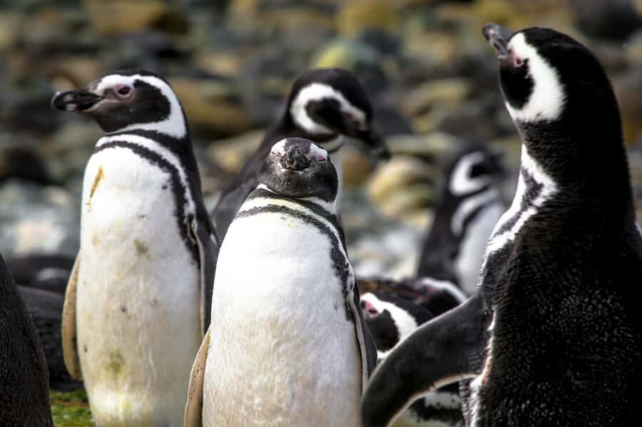 Punta Arenas: Magdalena Island Navigation & Penguin Walk - On the boat: bilingual hosting and what to watch for