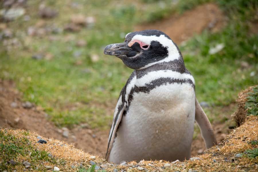 Punta Arenas: Magdalena Island Navigation & Penguin Walk - Los Pingüinos Natural Monument: the penguin walk and free-explore hour