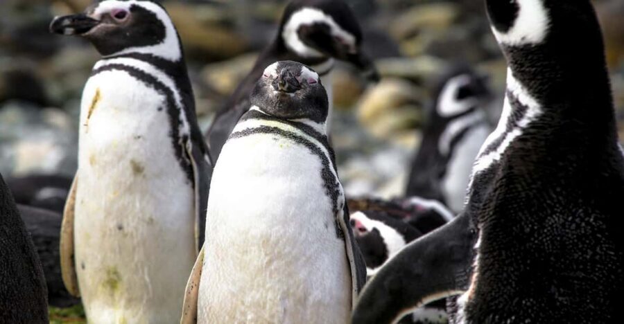 Punta Arenas: Magdalena Island Navigation & Penguin Walk - What to pack for cold coast weather (bring these, skip the rest)
