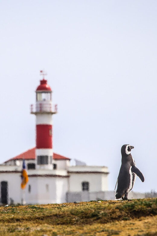 Punta Arenas: Magdalena Island Navigation & Penguin Walk - Who this tour fits best (and who might want another plan)