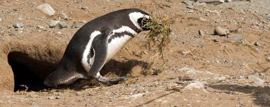 Punta Arenas: Magdalena Island Navigation & Penguin Walk - Should you book this penguin walk from Punta Arenas?