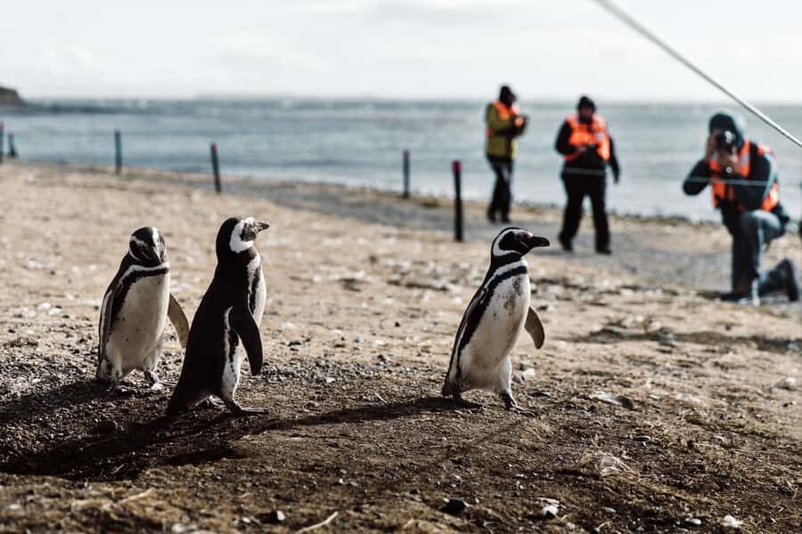 Punta Arenas: Walk with Penguins on Magdalena & Marta Island - Punta Arenas’ penguin-and-sea-lion combo that feels efficient