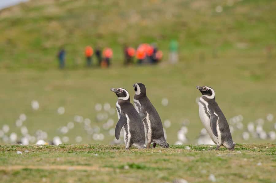 Punta Arenas: Walk with Penguins on Magdalena & Marta Island - Getting there: Solo Expediciones check-in and the Laredo Bay run